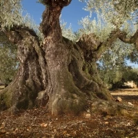 Huile d'olive millénium