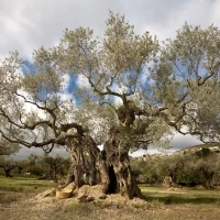 Huile d'olive millénium