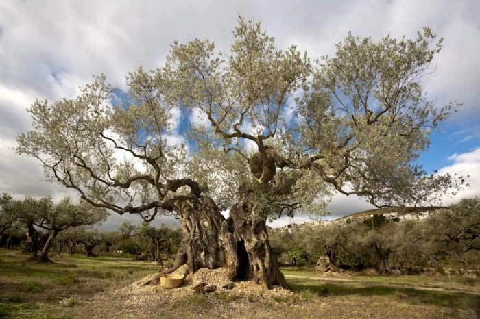 Huile d'olive millénium