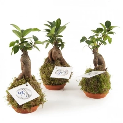 Bonsaï en kokedama