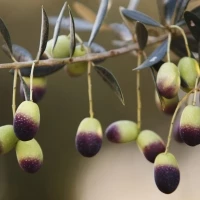 Huile d'olive millénium