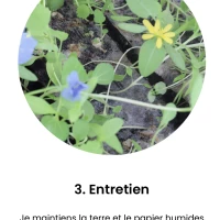 Calendrier chevalet graines fleurs  6 pages A6